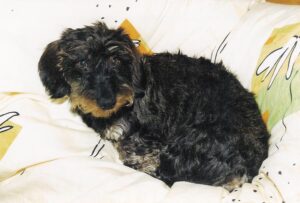 Muffy