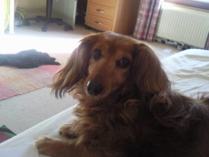 Noisette